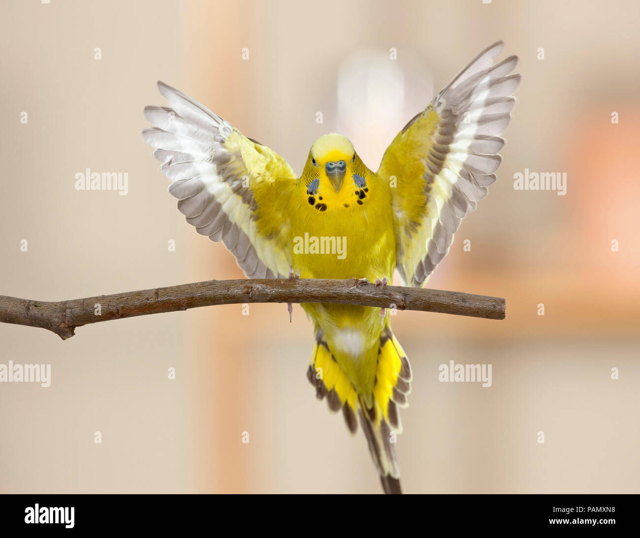 Budgerigar, Budgie (Melopsittacus undulatus) in landing approach to a twig. Germany Stock Photo