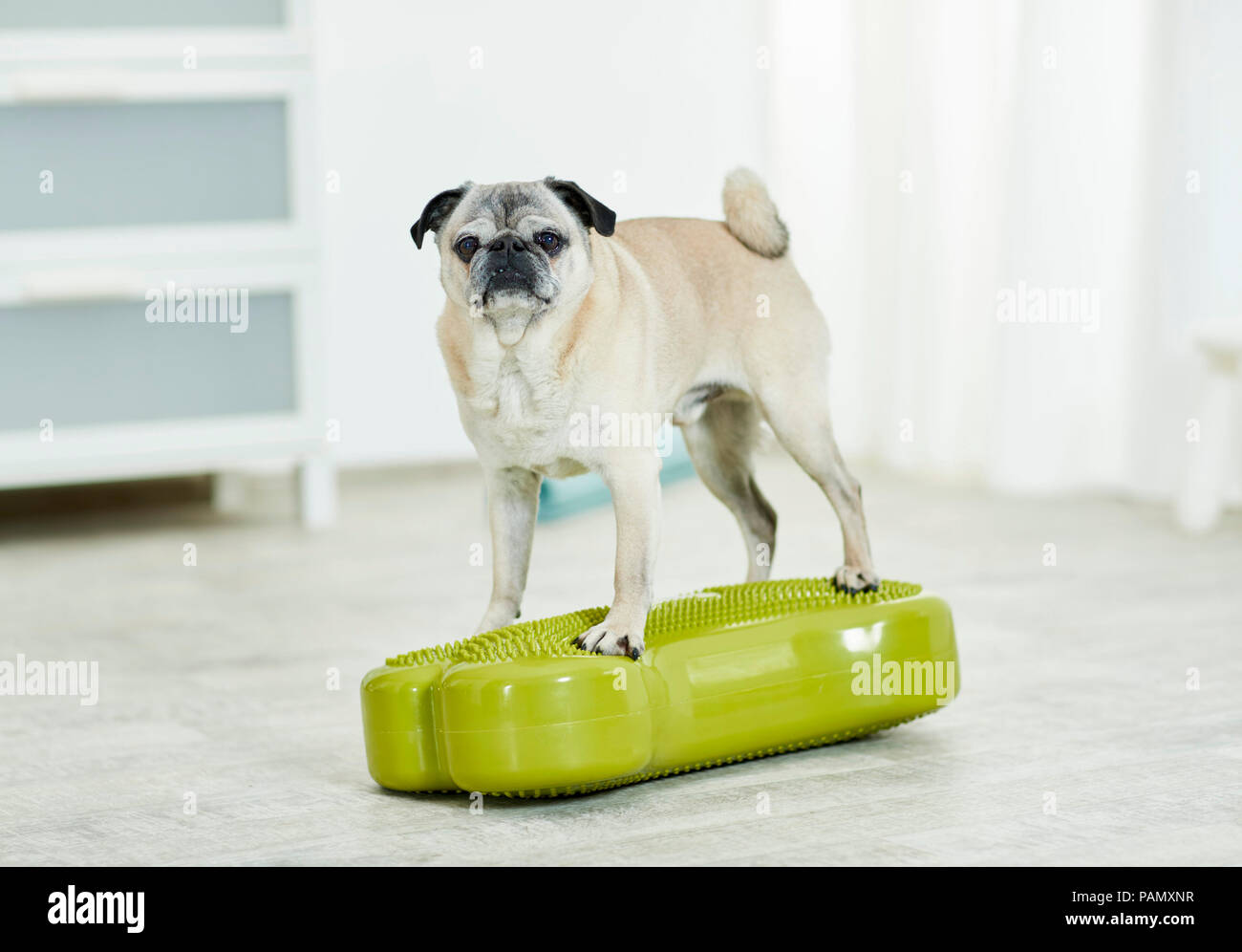 Physical therapy: Old pug standing on a balance board, a coordination exercise. Germany Stock Photo