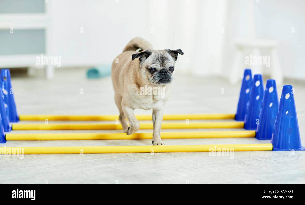 Physical therapy: Old pug walking over cavaletti, a coordination exercise. Germany Stock Photo