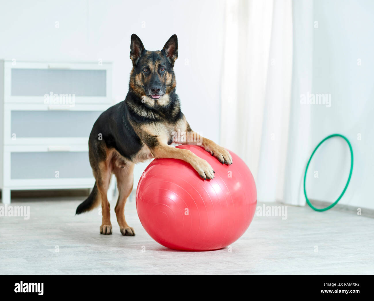 Physical therapy: German Shepherd, Alsatian sitting next to exercise ball. Germany. Stock Photo