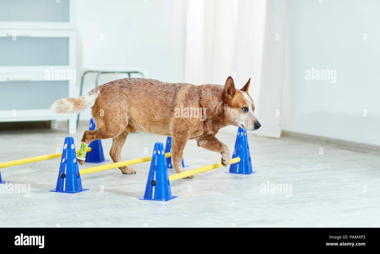 Physical therapy: Australian Cattle Dog walking over cavaletti, a coordination exercise. Germany Stock Photo