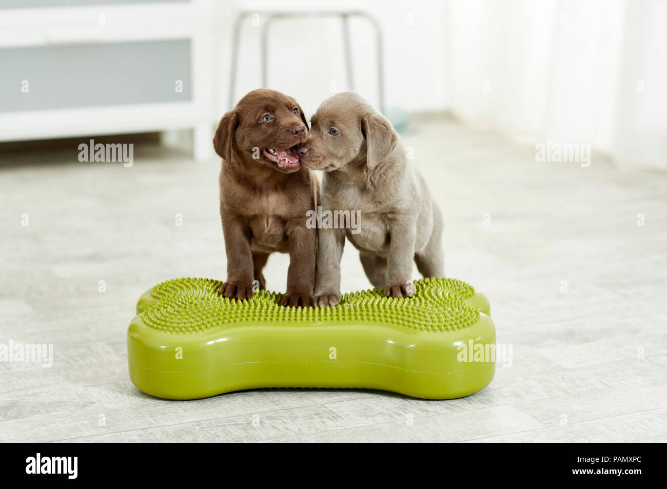 Physical therapy: Labrador Retriever puppies standing on a balance board, a tool used for coordination exercise. Germany Stock Photo