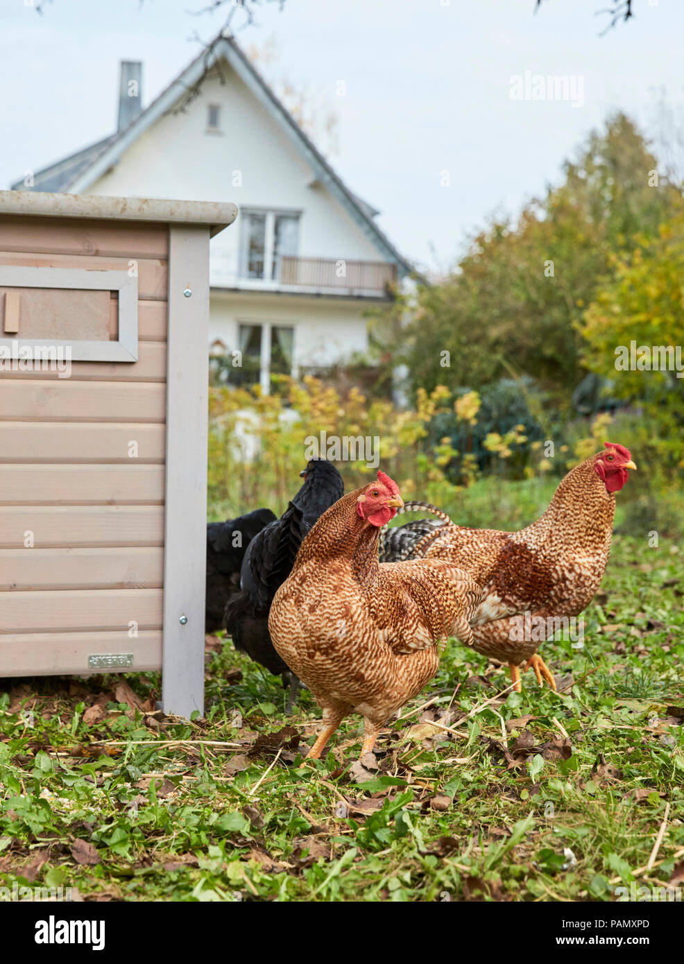 Hen house hires stock photography and images Alamy