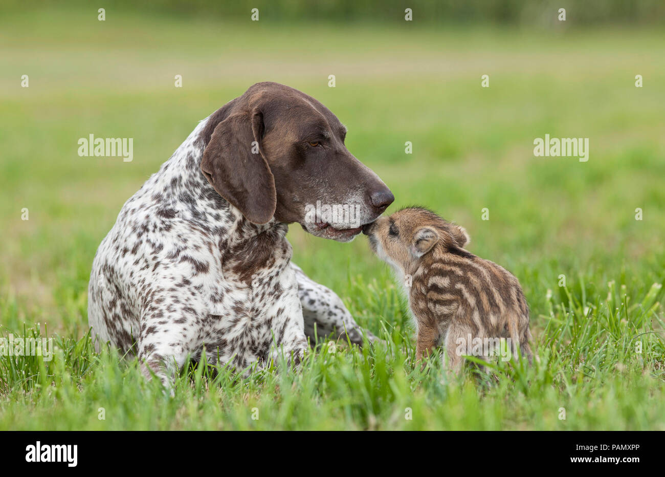 Animal friendship: Wild Boar and domestic dog. Shoat and adult German Shorthaired Pointer smooching on a meadow. Germany Stock Photo