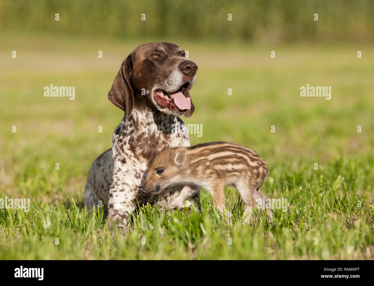 Animal friendship: Wild Boar and domestic dog. Shoat and adult German Shorthaired Pointer smooching on a meadow. Germany Stock Photo