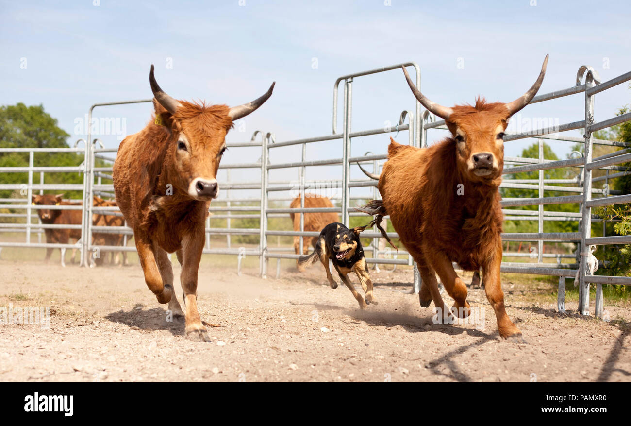 Australian Working Kelpie herding cattle (Aubrac ?). Lower Saxony, Germany. Stock Photo