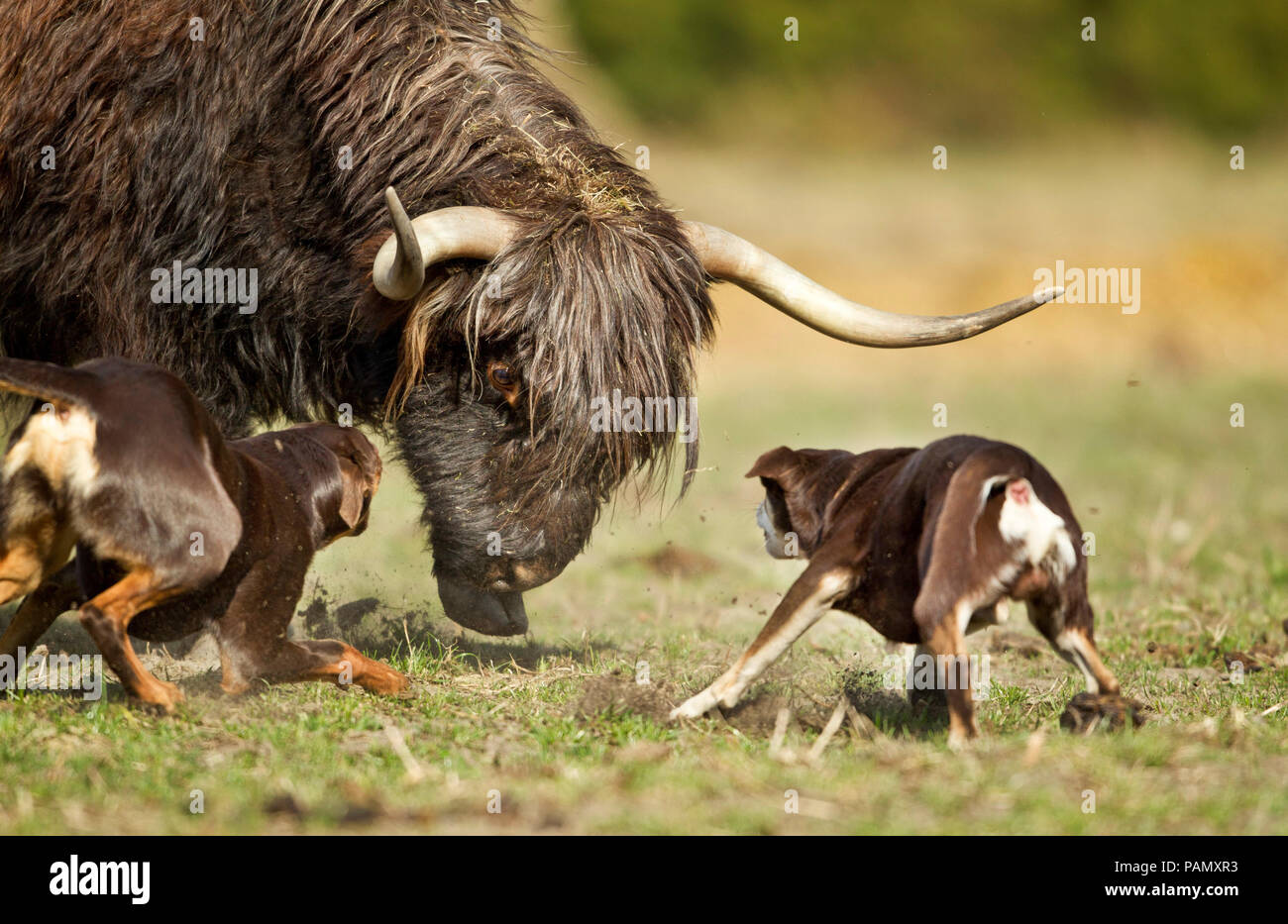 Australian Working Kelpie. Two adult dogs herding cattle  (Highland Cattle ?). Lower Saxony, Germany. Stock Photo