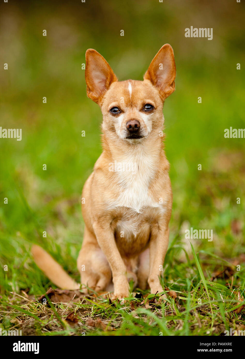 Chihuahua. Adult dog sitting on a meadow. Germany Stock Photo