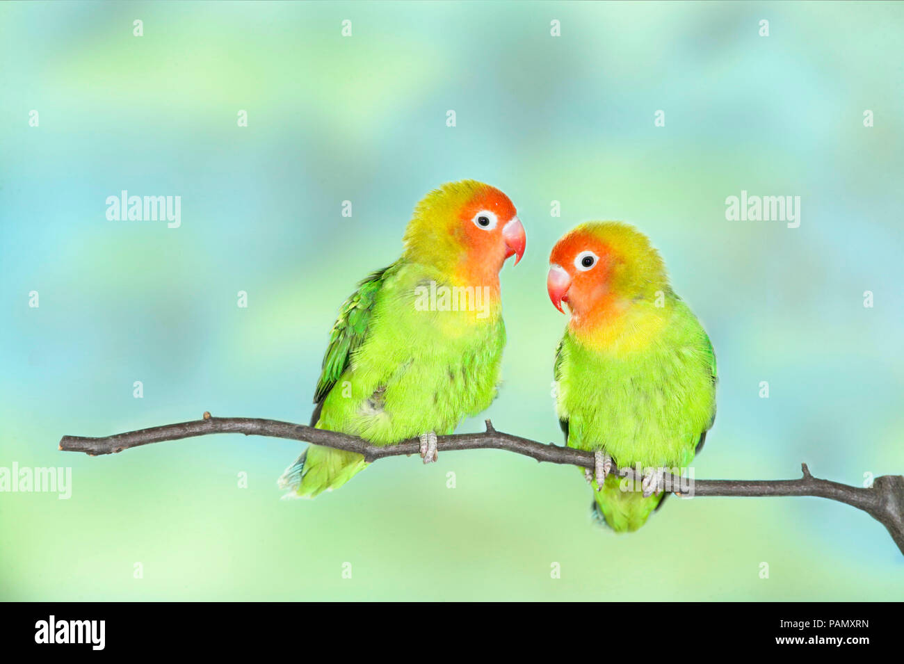 Lilians Lovebird (Agapornis lilianae). Couple perched on a twig. Germany Stock Photo