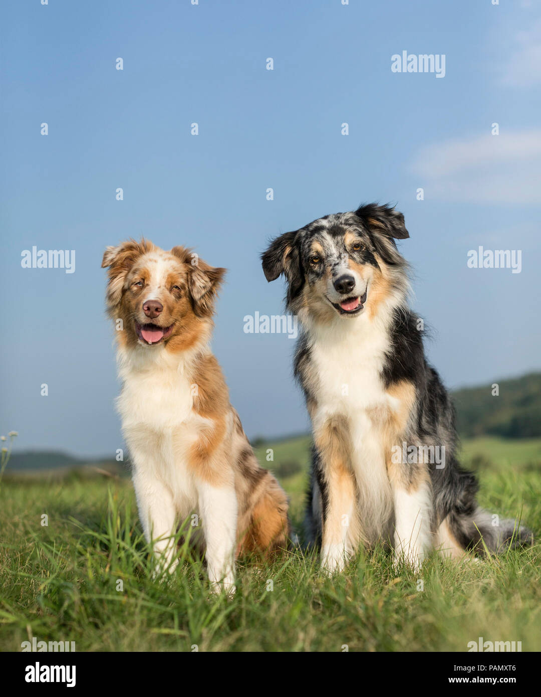 Australian Shepherd. Adult and juvenile sitting on a meadow. Germany Stock Photo