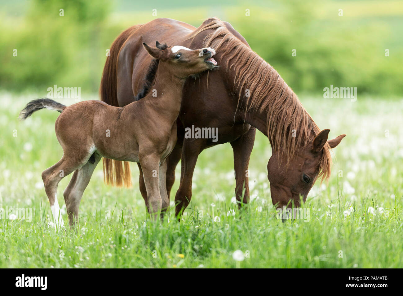Purebred Arabian Horse. Chestnut mare with playful foal on a pasture with blowballs. Germany Stock Photo