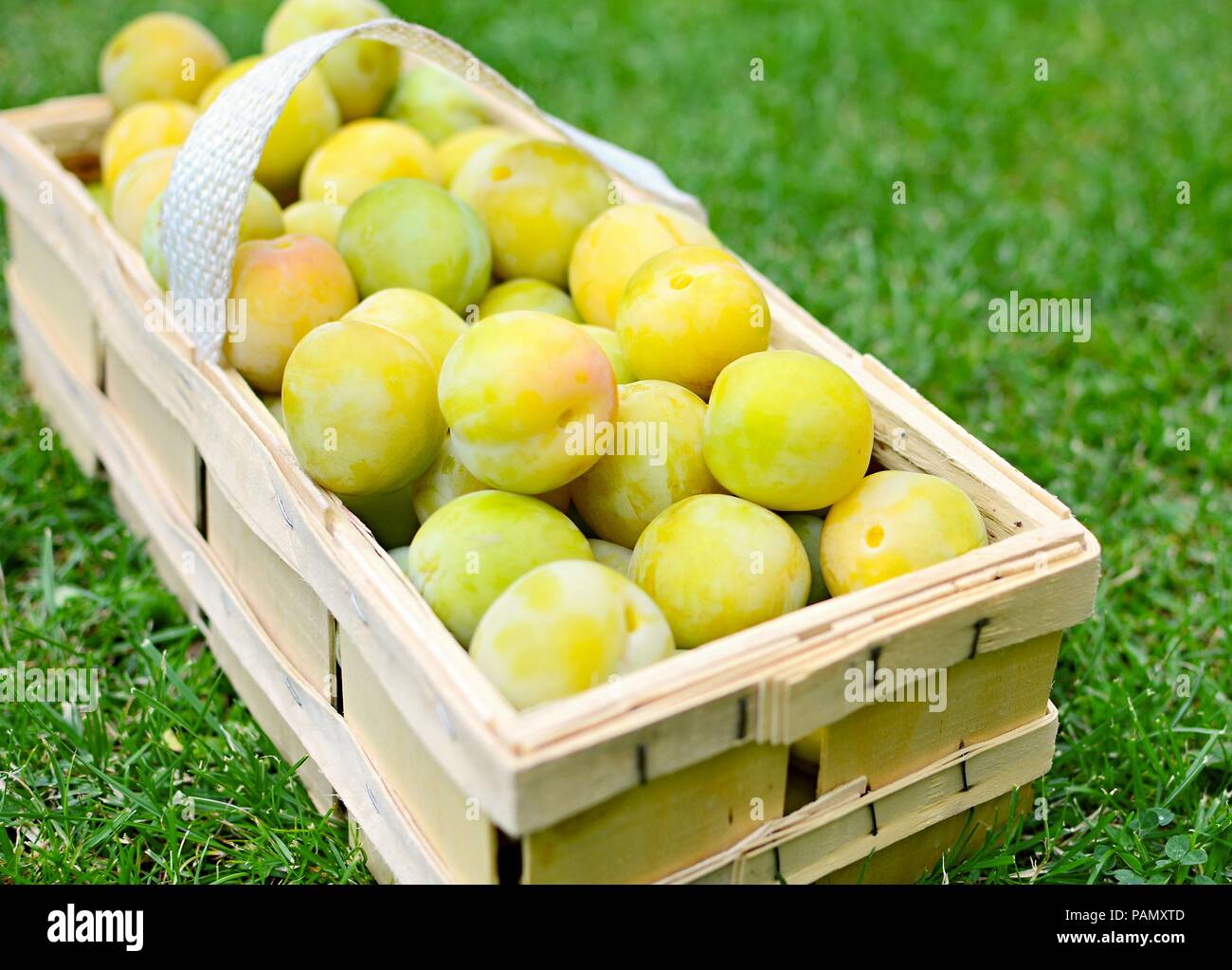 Basket full of the picked greengage or green plums on the ground in lawn. Stock Photo