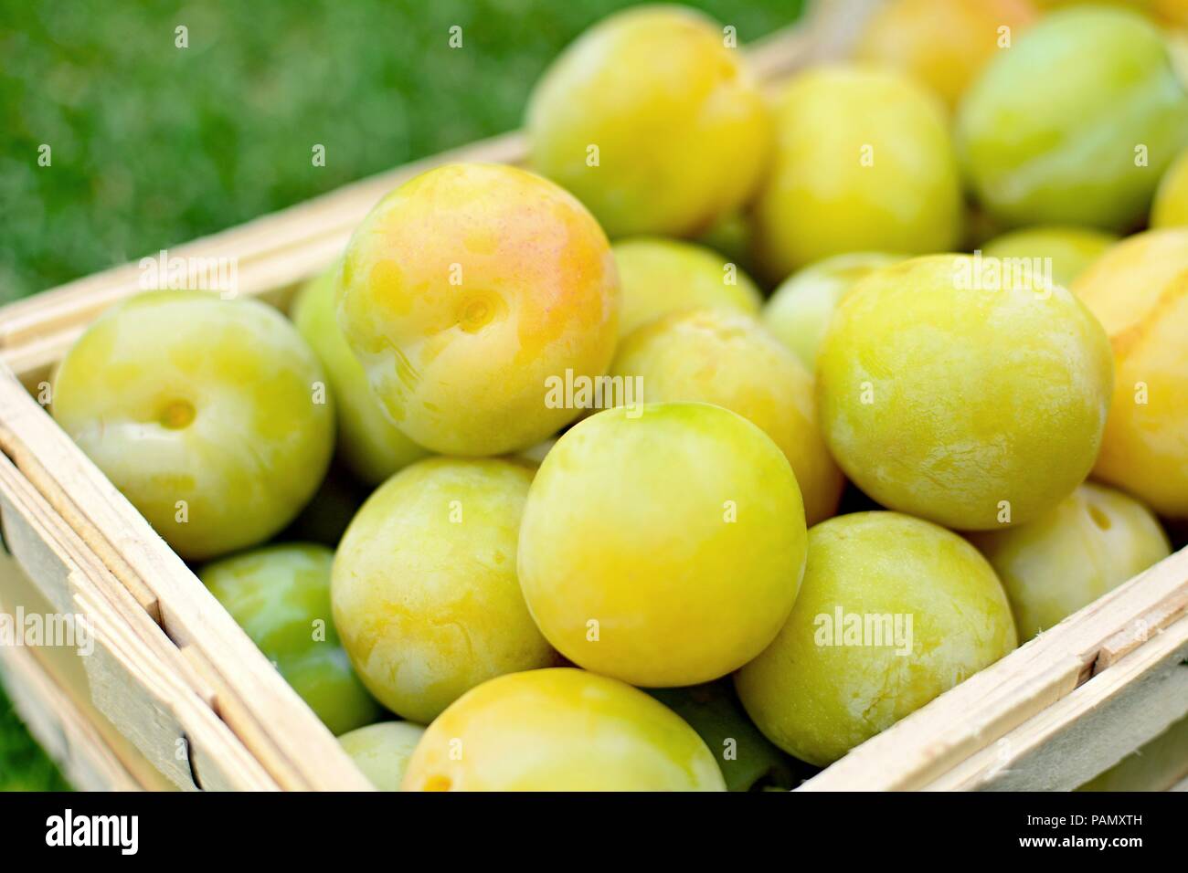 Basket full of the picked greengage or green plums on the ground in lawn. Stock Photo