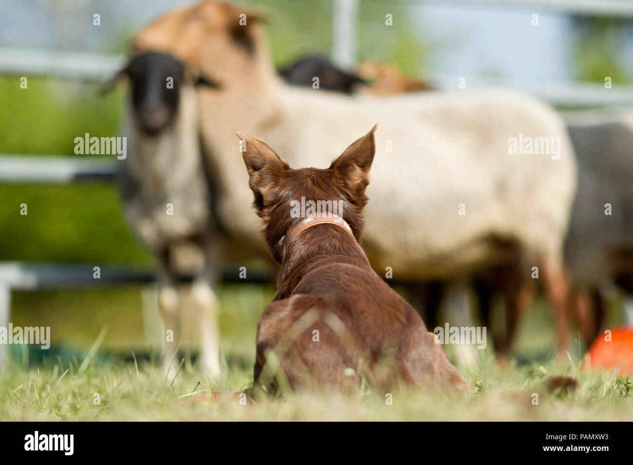 Australian Working Kelpie. Adult herding Coburg Fox Sheep. Germany. Stock Photo