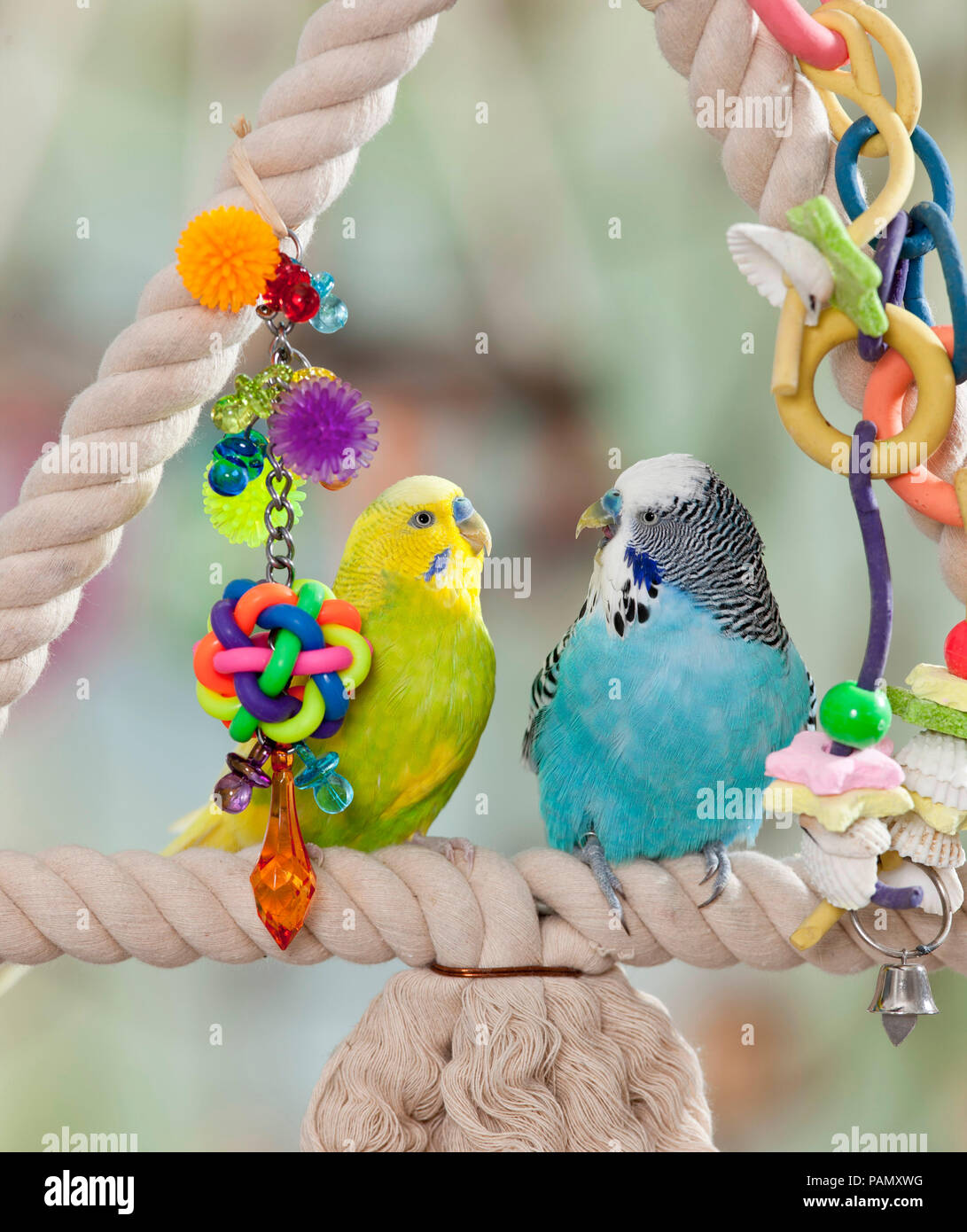 Budgerigar toys hot sale