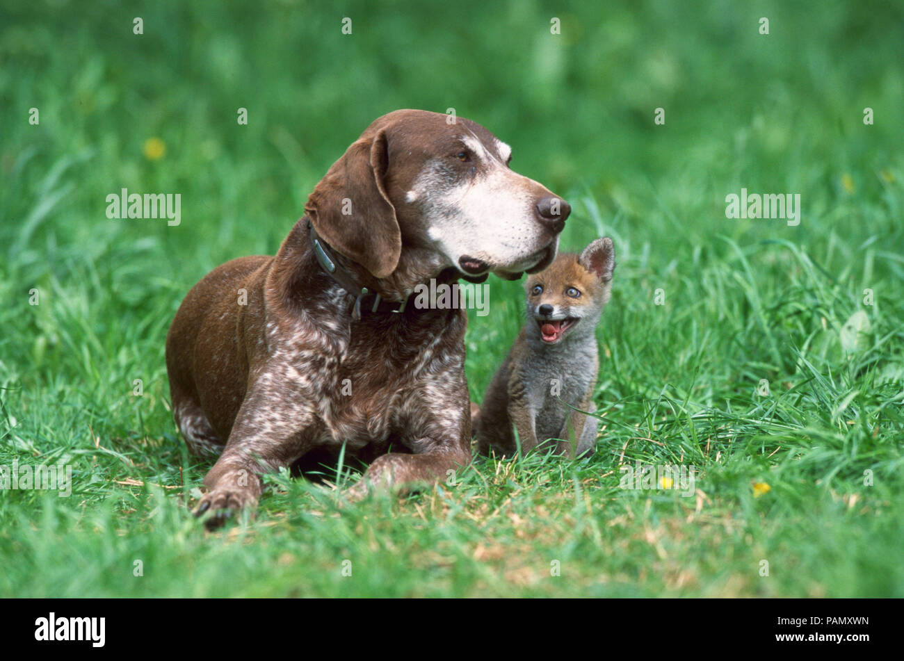 Animal friendship: German Shorthaired Pointer and young red fox (Vulpes vulpes) on a meadow. Germany Stock Photo