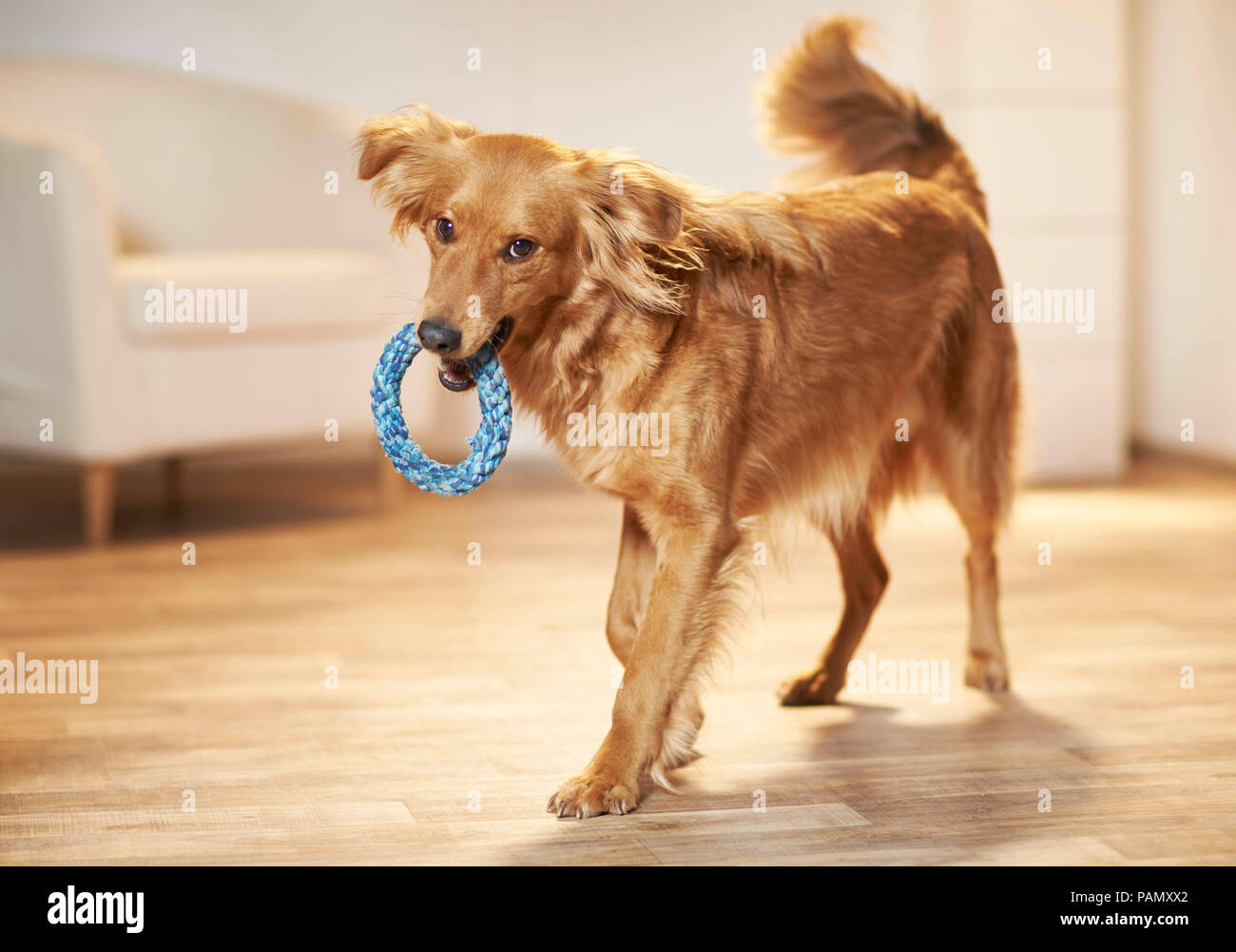 Mixed-breed dog. Adult walking on parquet, with a rope ring in its snout. Studio picture. Germany Stock Photo