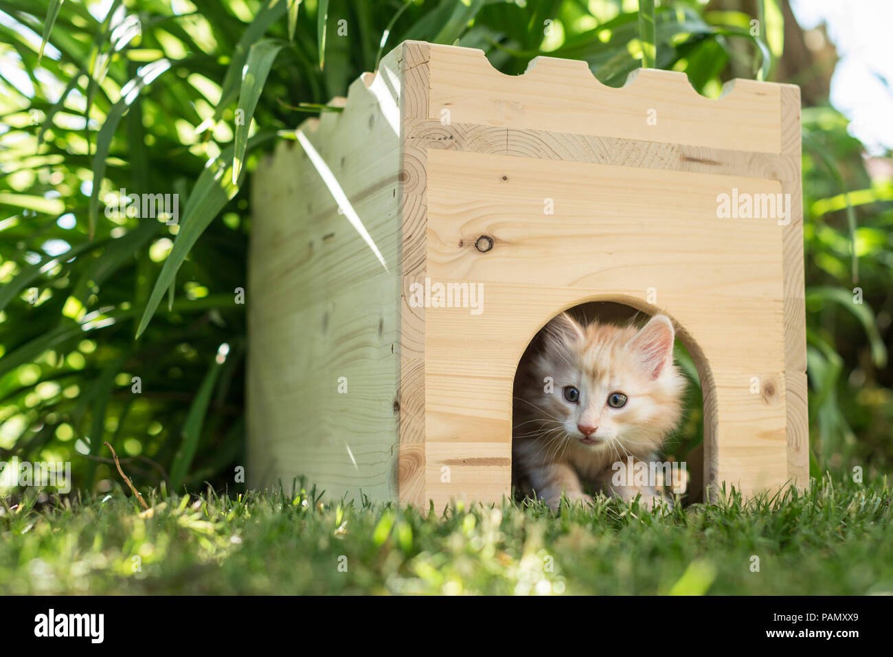 Norwegian Forest Cat. Tabby kitten in a wooden hide in a garden. Germany Stock Photo