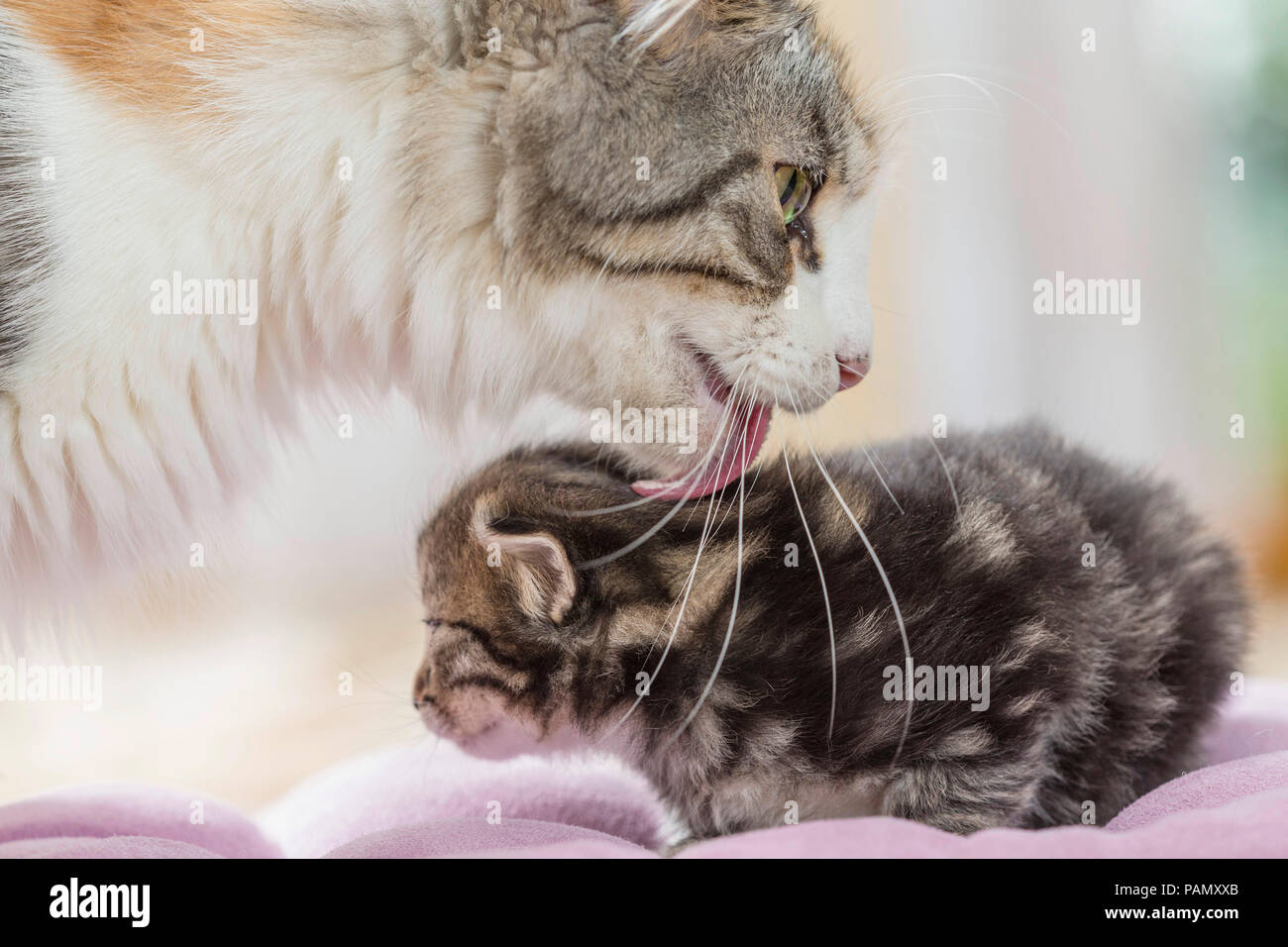 Norwegian Forest Cat. Mother grooming kitten (5 weeks old). Germany, Stock Photo