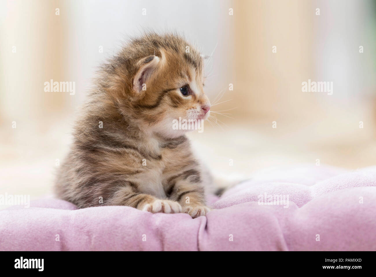 Norwegian Forest Cat. Tabby kitten (5 weeks old) on a blanket. Germany, Stock Photo