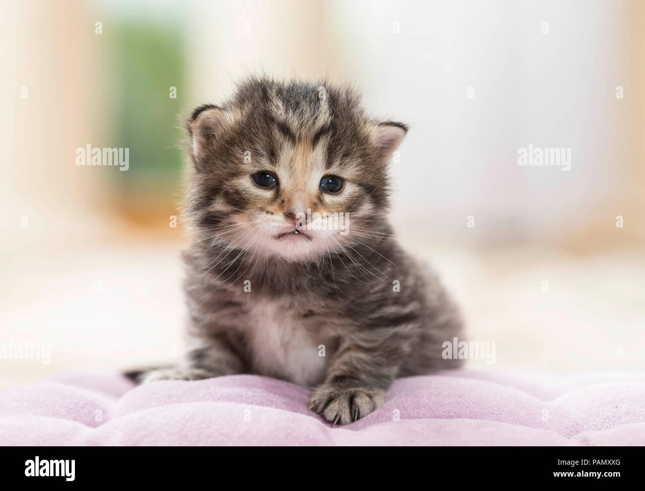 Norwegian Forest Cat. Tabby kitten (5 weeks old) lying on a cushion. Germany, Stock Photo