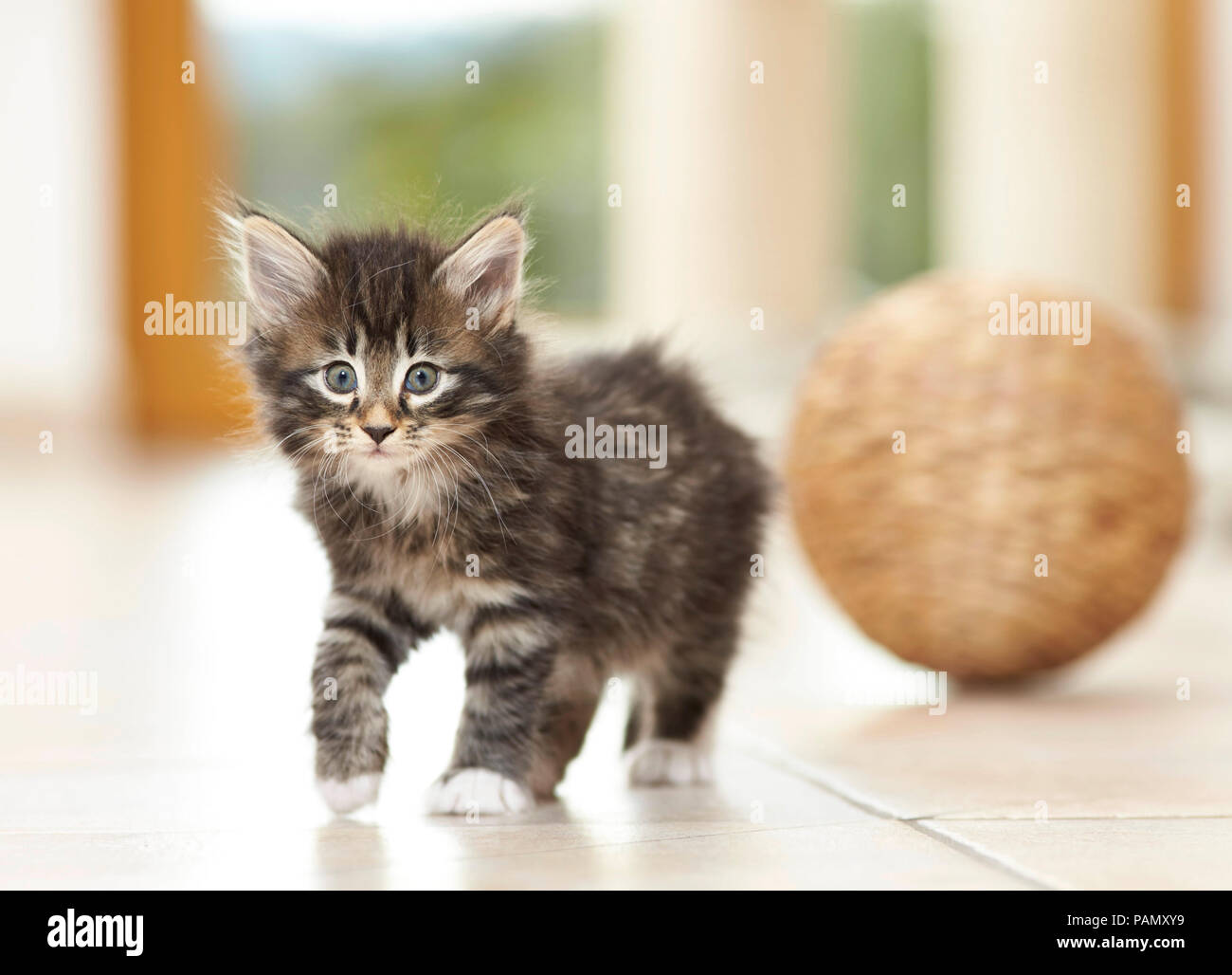 Norwegian Forest Cat. Kitten walking on tile floor. Germany Stock Photo