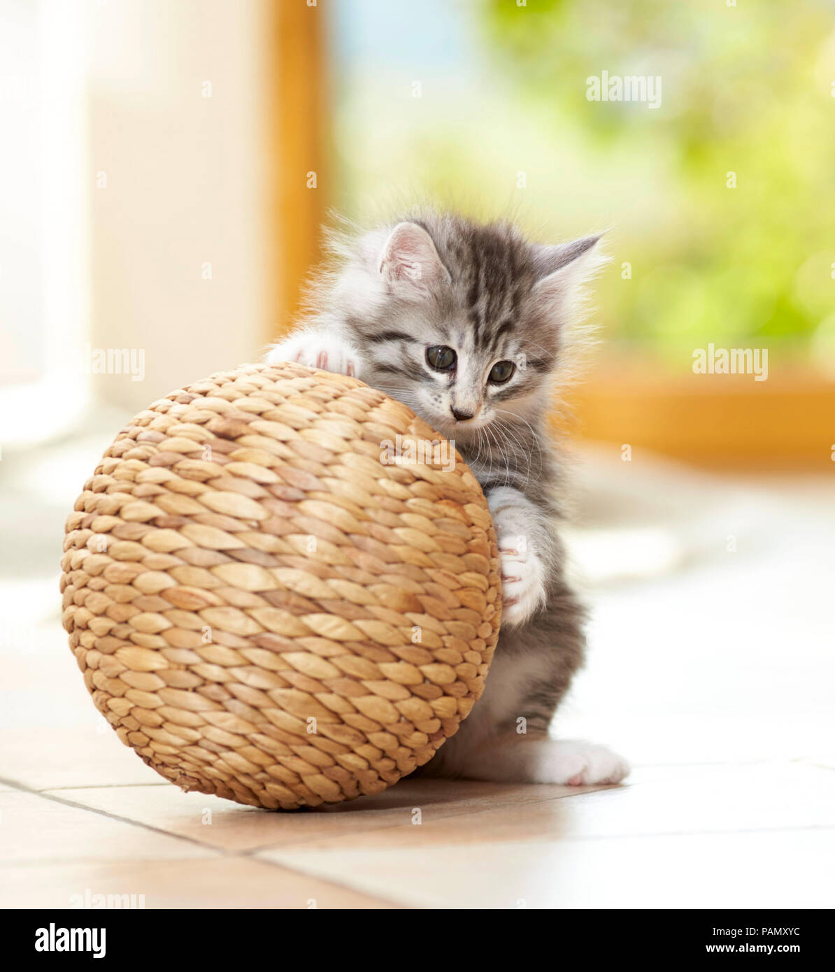 Norwegian Forest Cat. Kitten playing with a ball. Germany Stock Photo