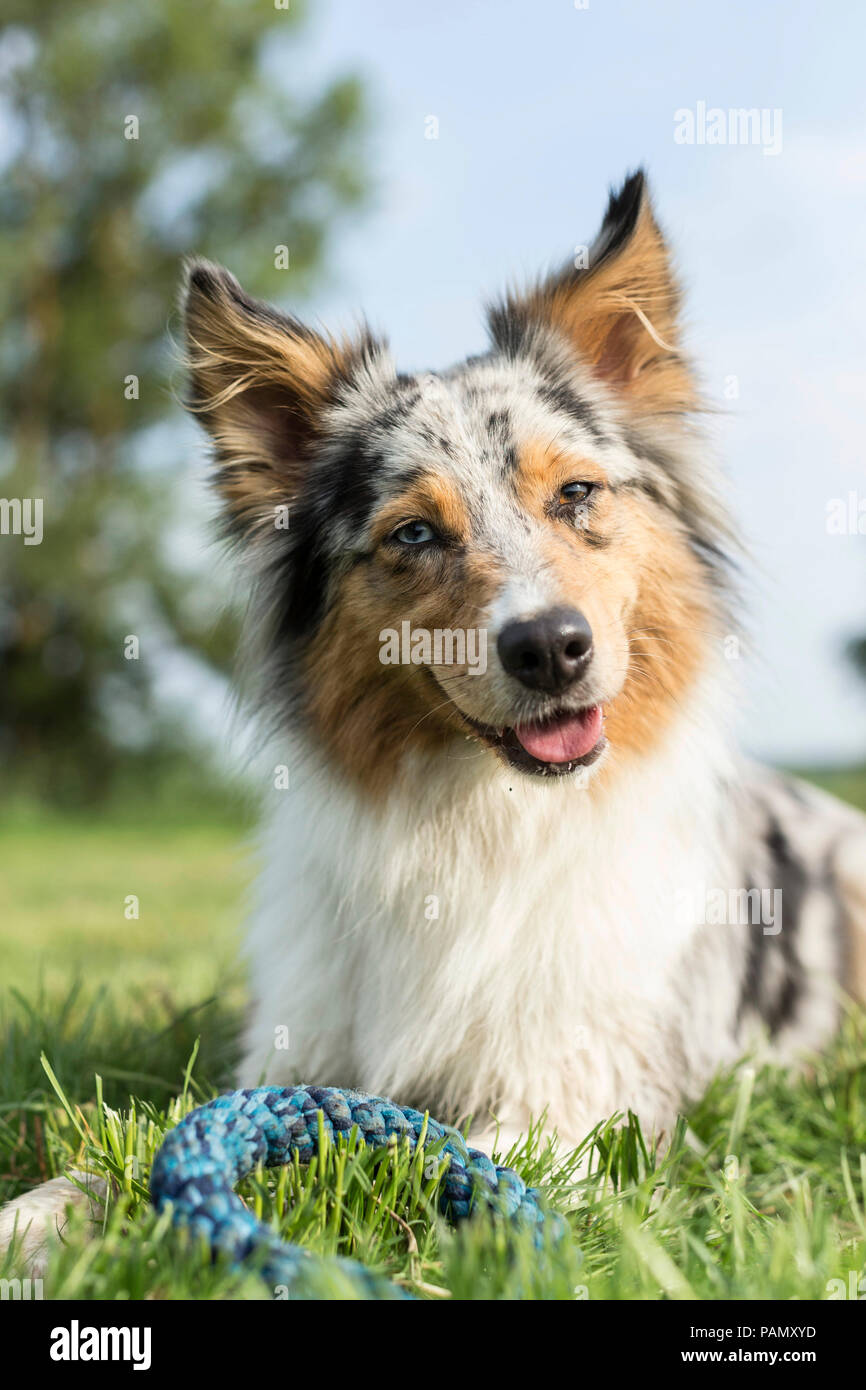 Mixed-breed dog. Adult lying in grass. Germany Stock Photo