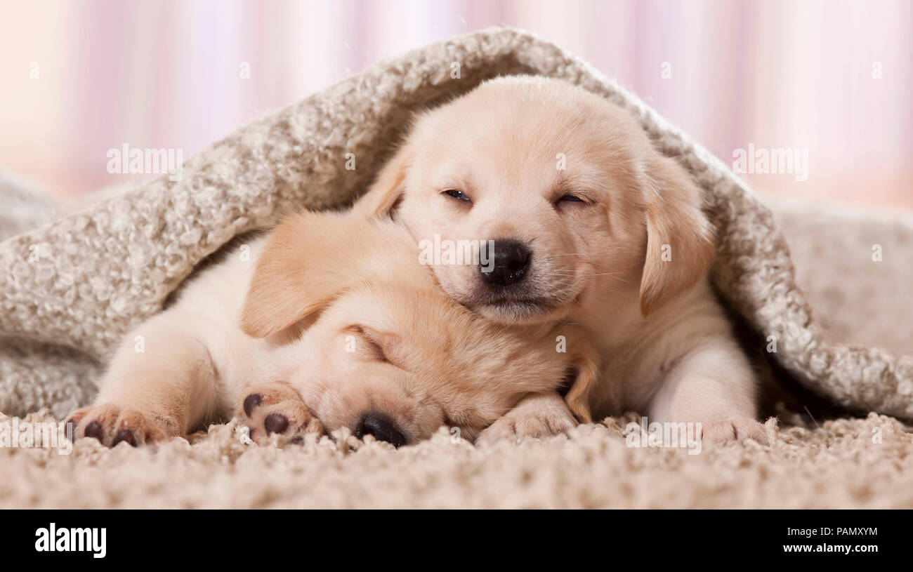 Labrador Retriever. Two puppies sleeping under a blanket. Germany Stock Photo