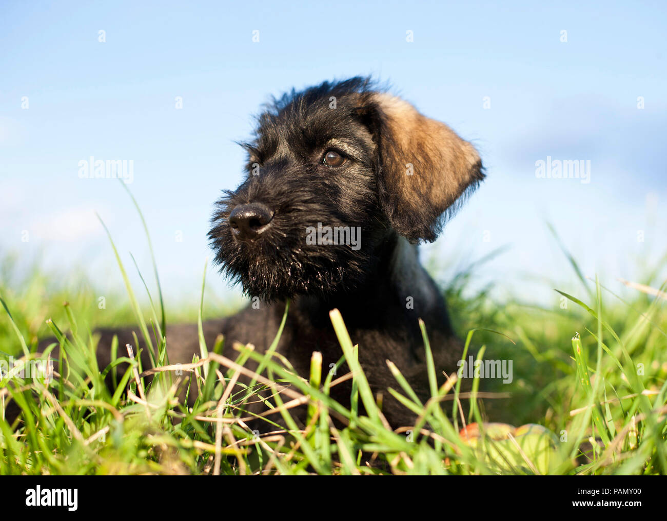 Giant Schnauzer. Puppy lying on a meadow. Germany Stock Photo