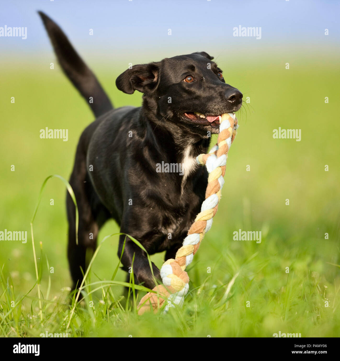 Mixed-breed dog. Adult walking on a meadow, with a rope in its snout. Germany Stock Photo