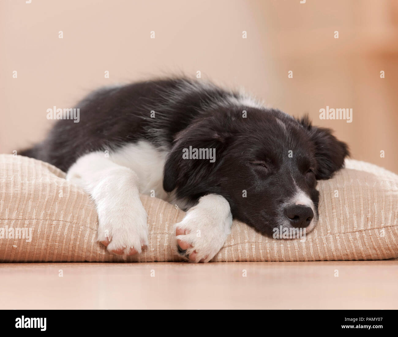 Border Collie. Puppy sleeping on a pet bed. Germany Stock Photo