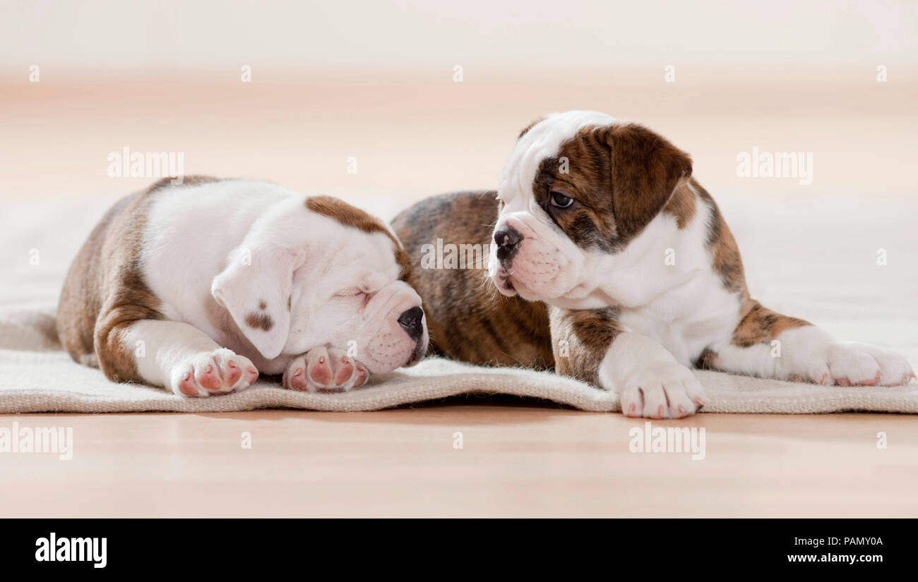 Continental Bulldog. Two puppies dozing and sleeping on a rug. Germanyn Stock Photo