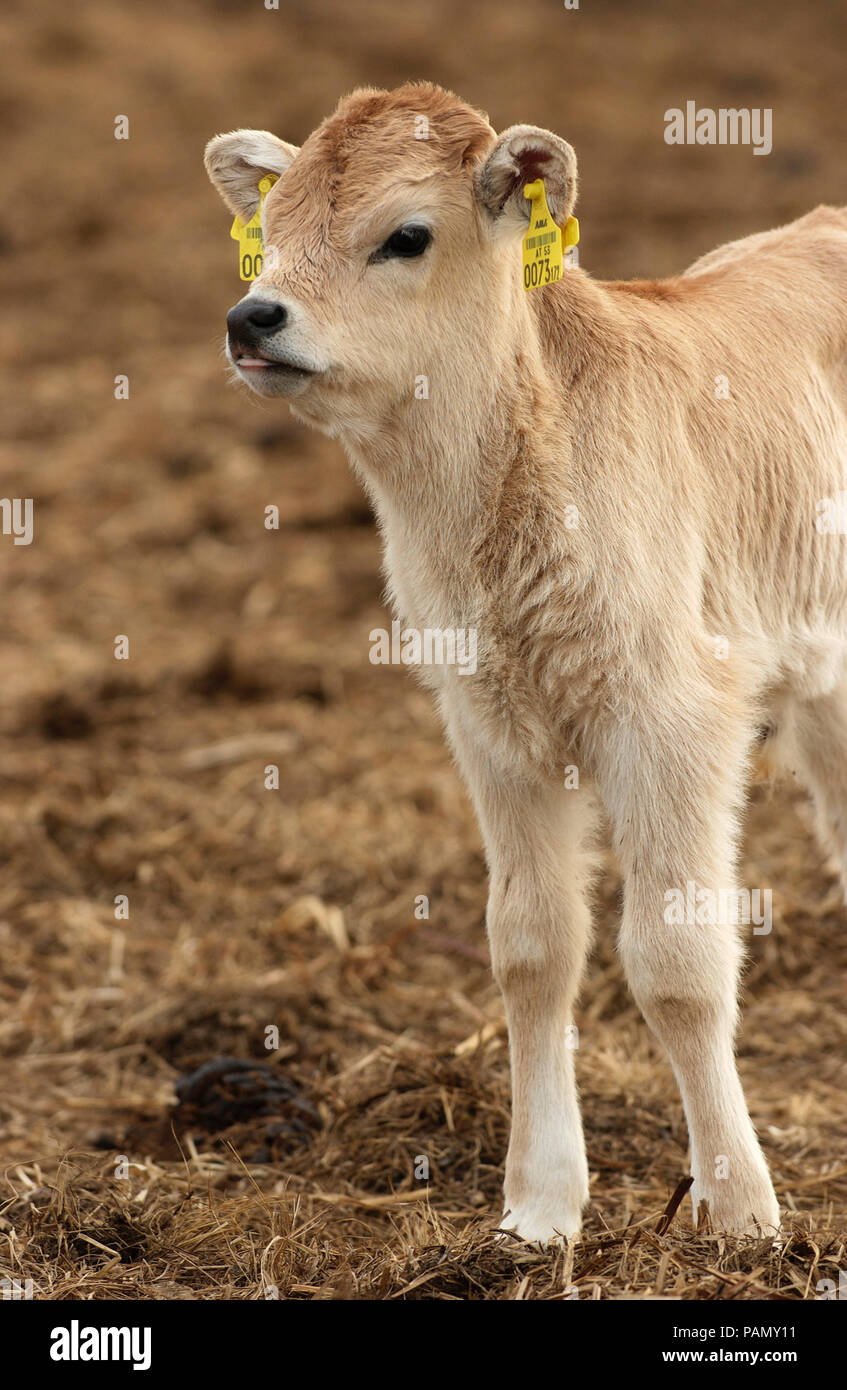 Hungarian Grey Cattle, Hungarian Steppe Cattle. Single, calf standing Stock Photo