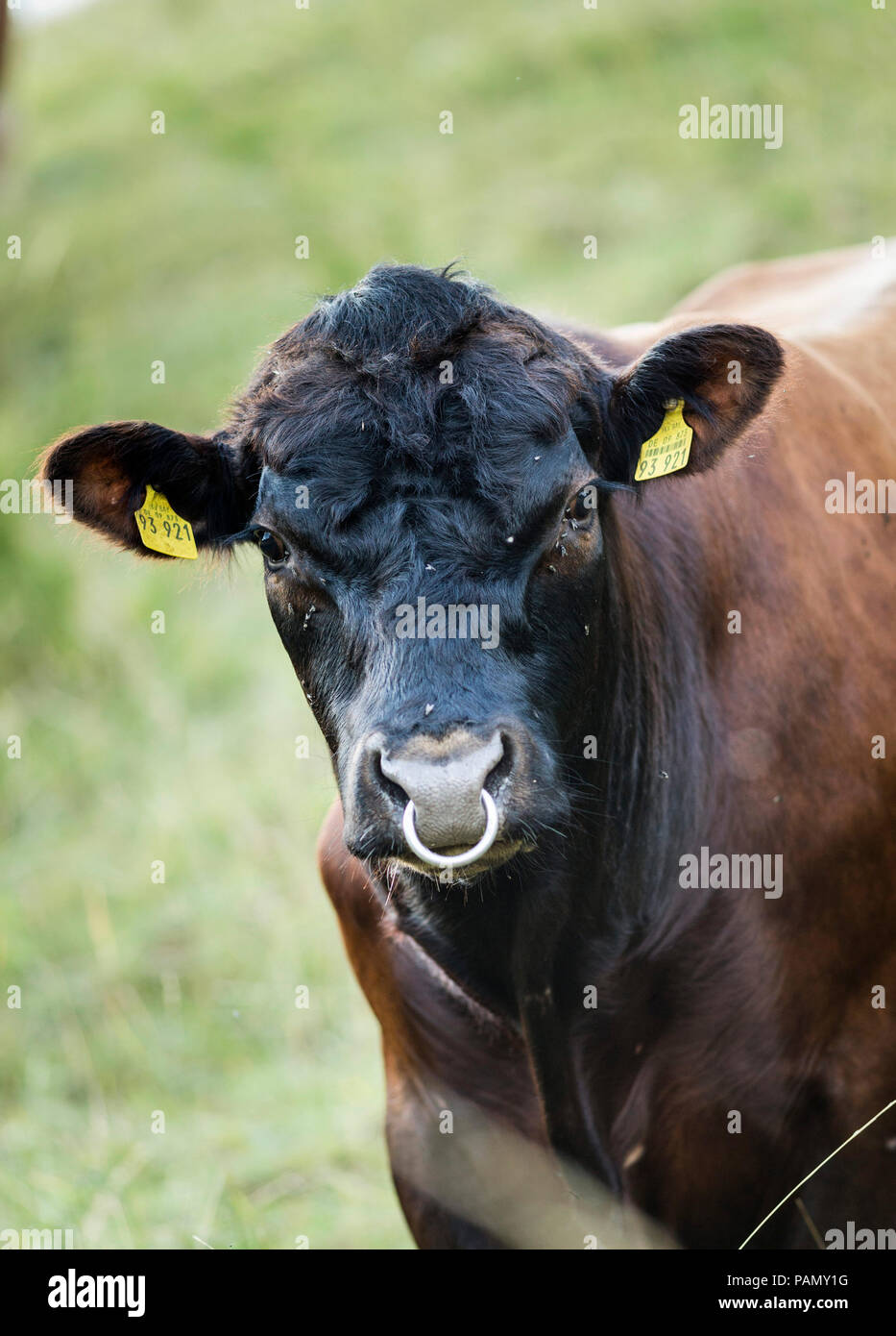 German Angus Cattle. Portrait of adult bull. Germany. Stock Photo