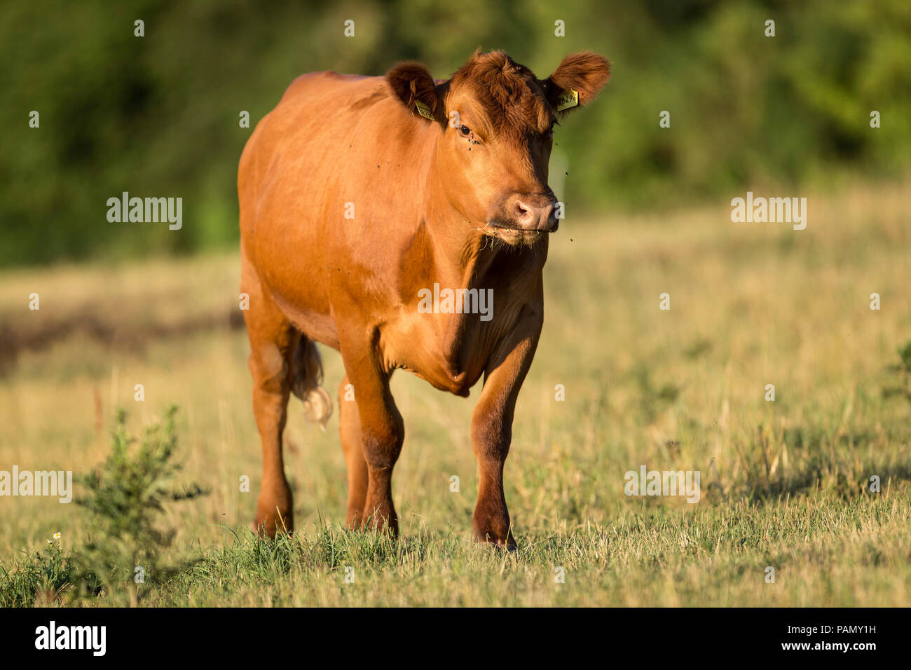 German Angus Cattle. Cow standing on a pasture. Germany Stock Photo