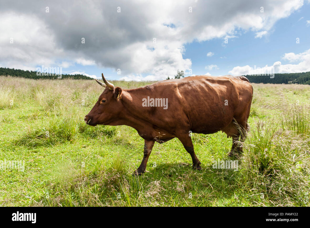 Harzer Rotvieh. Cow walking on a pasture. Germany. Stock Photo