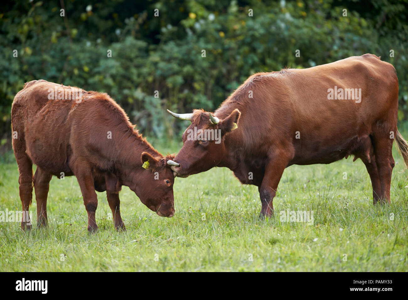 Glan Cattle. Cow sniffing at younger individual. Germany. Stock Photo