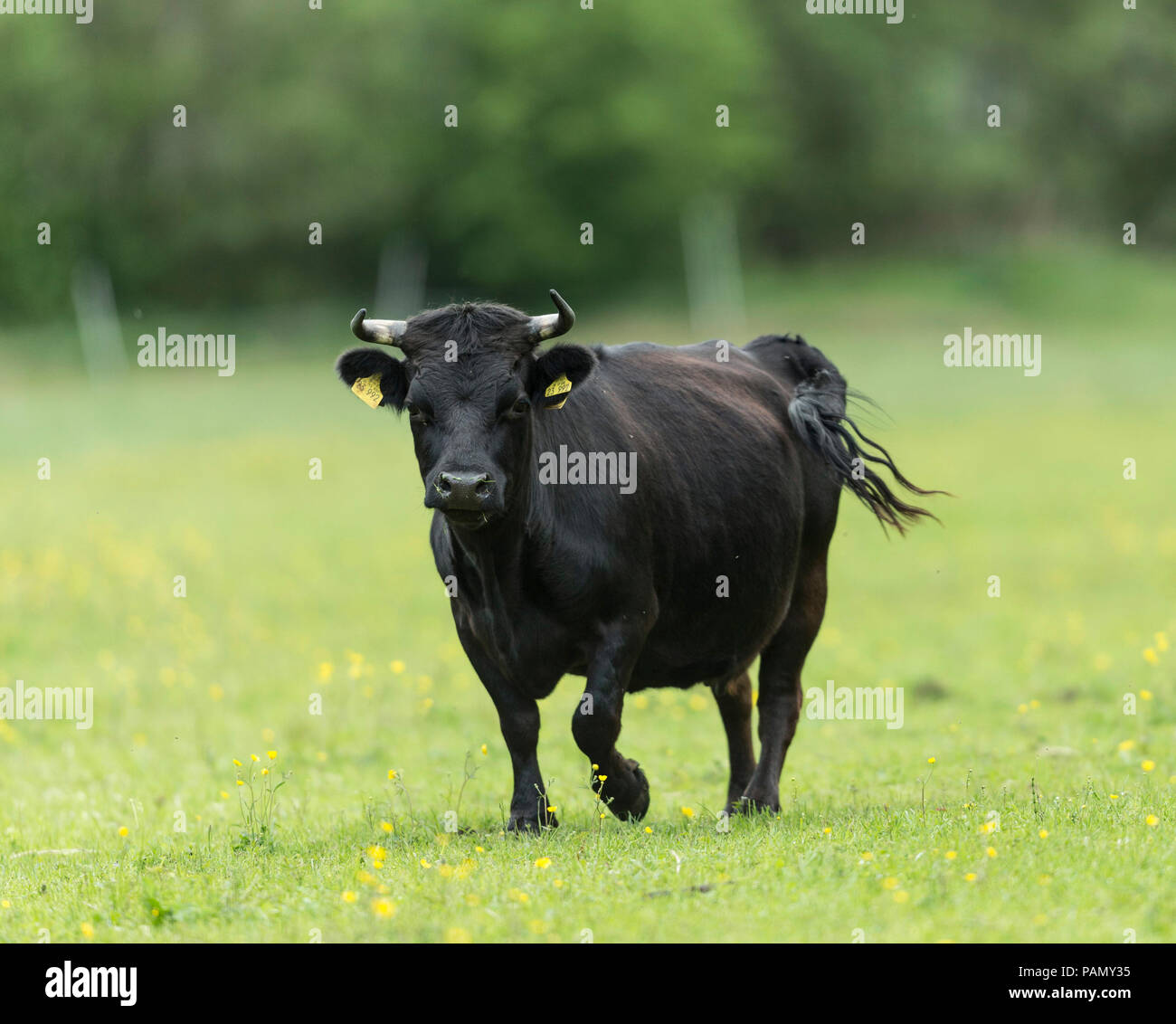 Dexter Cattle. Cow walking on a pasture. Germany Stock Photo