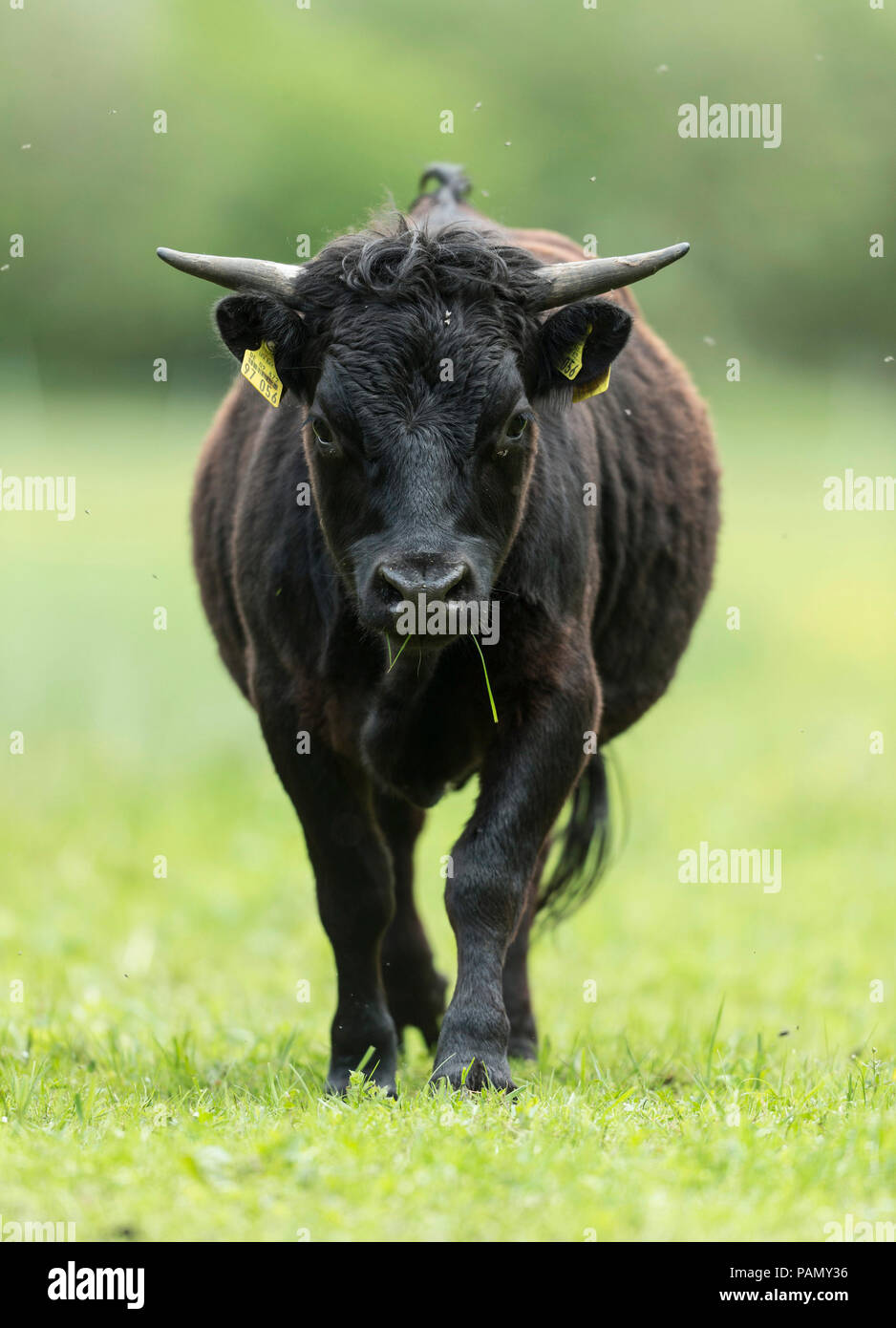 Dexter Cattle. Cow walking towards the camera. Germany Stock Photo