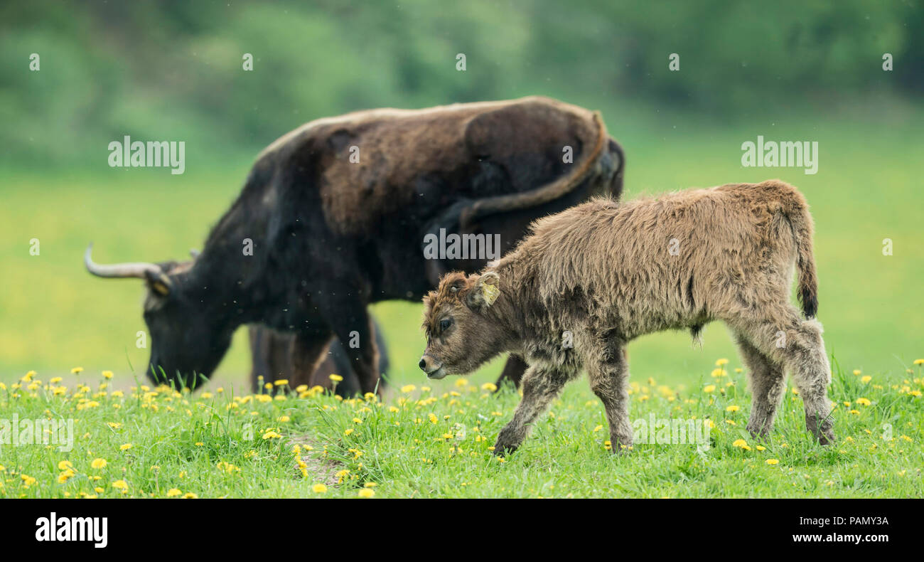 Recreated Aurochs, Heck Cattle (Bos primigenius primigenius). Cow and calf on a meadow. Germany Stock Photo