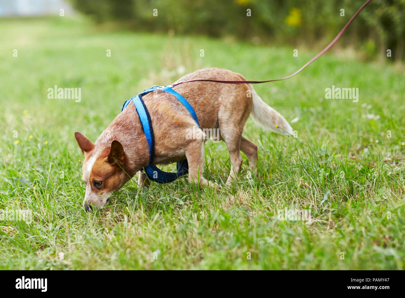 Australian Cattle Dog with harness and long leash, mantrailing. Germany.. Stock Photo