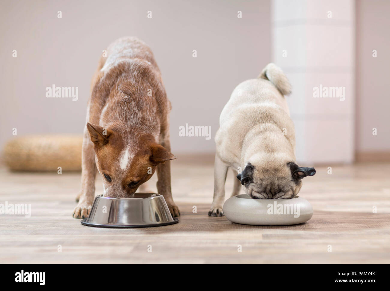Australian Cattle Dog and pug eating side by side from food bowls. Germany.. Stock Photo