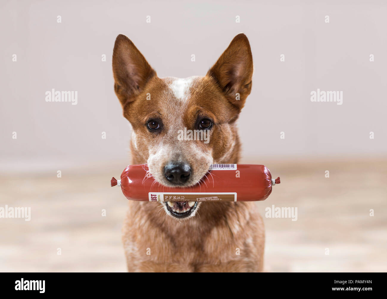 Australian Cattle Dog with raw sausage for dogs in the mouth. Germany Stock Photo