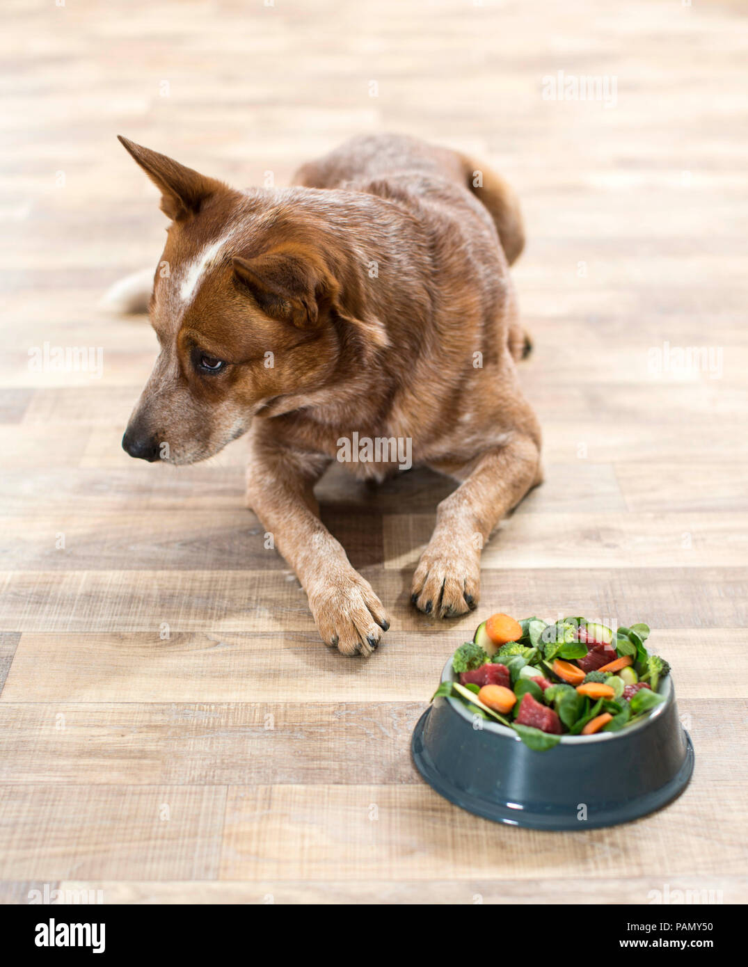 Australian Cattle Dog refusing food with lots of vegetables. Germany.. Stock Photo