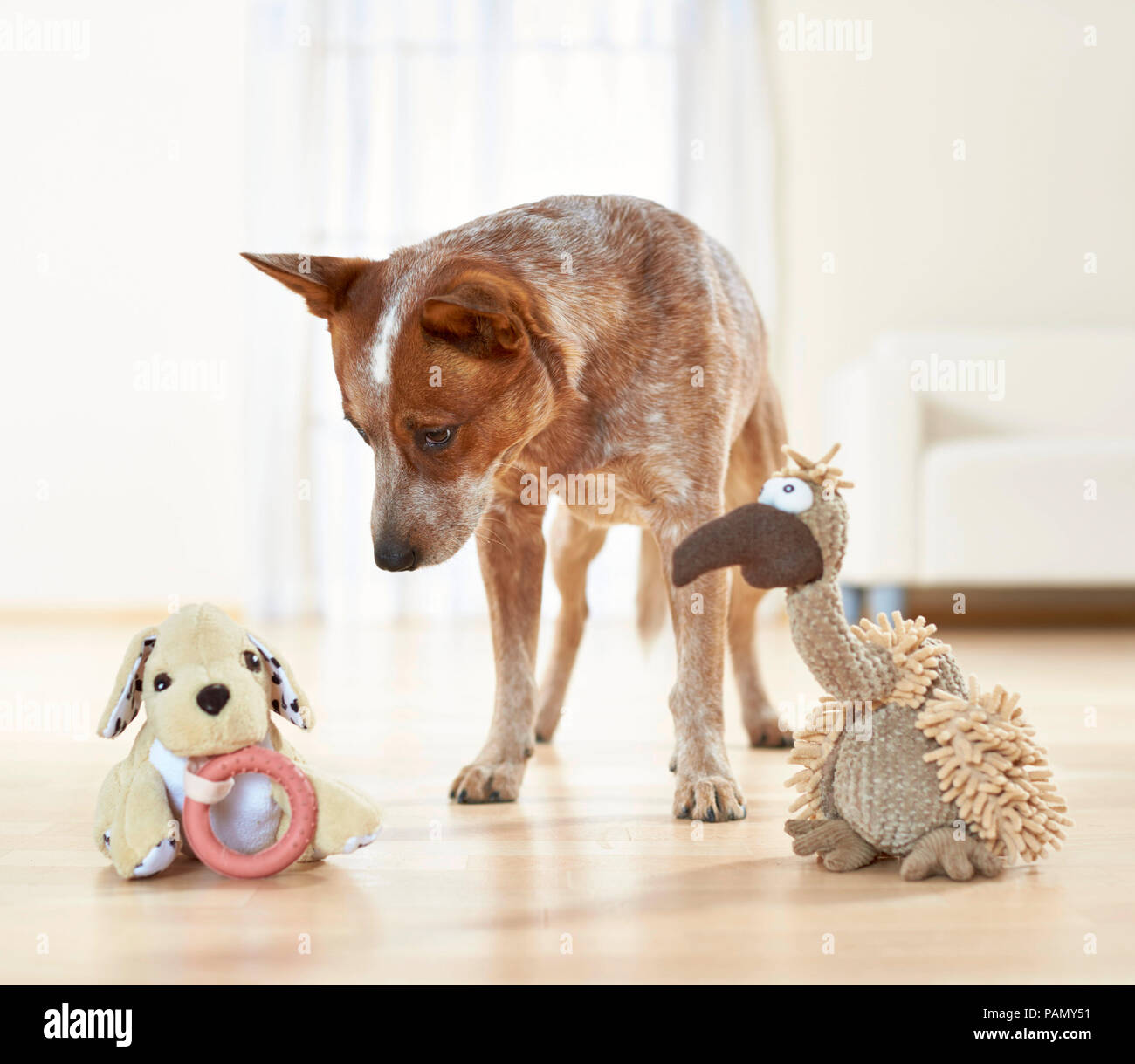 Australian Cattle Dog. Adult suspiciously looks at two plush animals. Germany.. Stock Photo