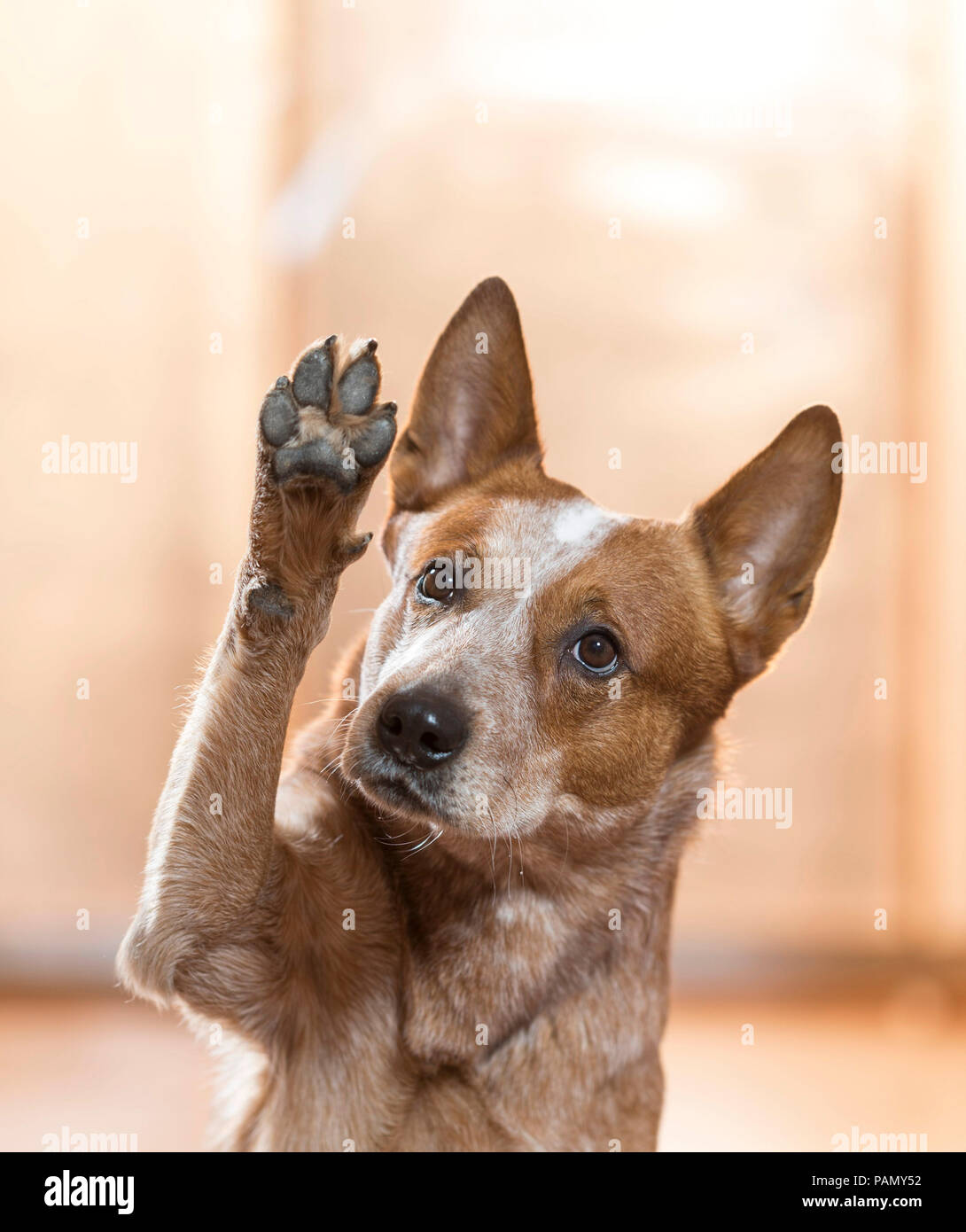 Australian Cattle Dog. Adult raises a front paw. Germany.. Stock Photo