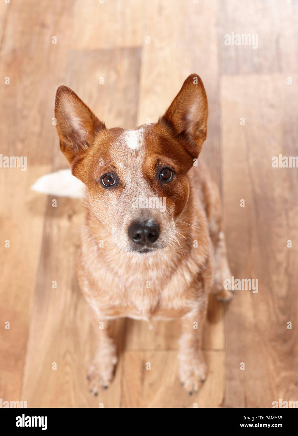 Australian Cattle Dog sitting on parquet floor, looking up. Germany. Stock Photo