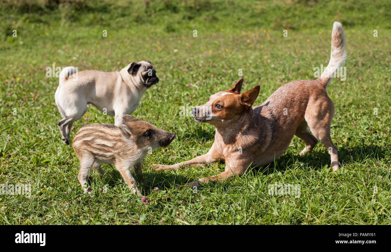 Australian Cattle Dog, pug and Wild Boar shoat playing. Germany . Stock Photo