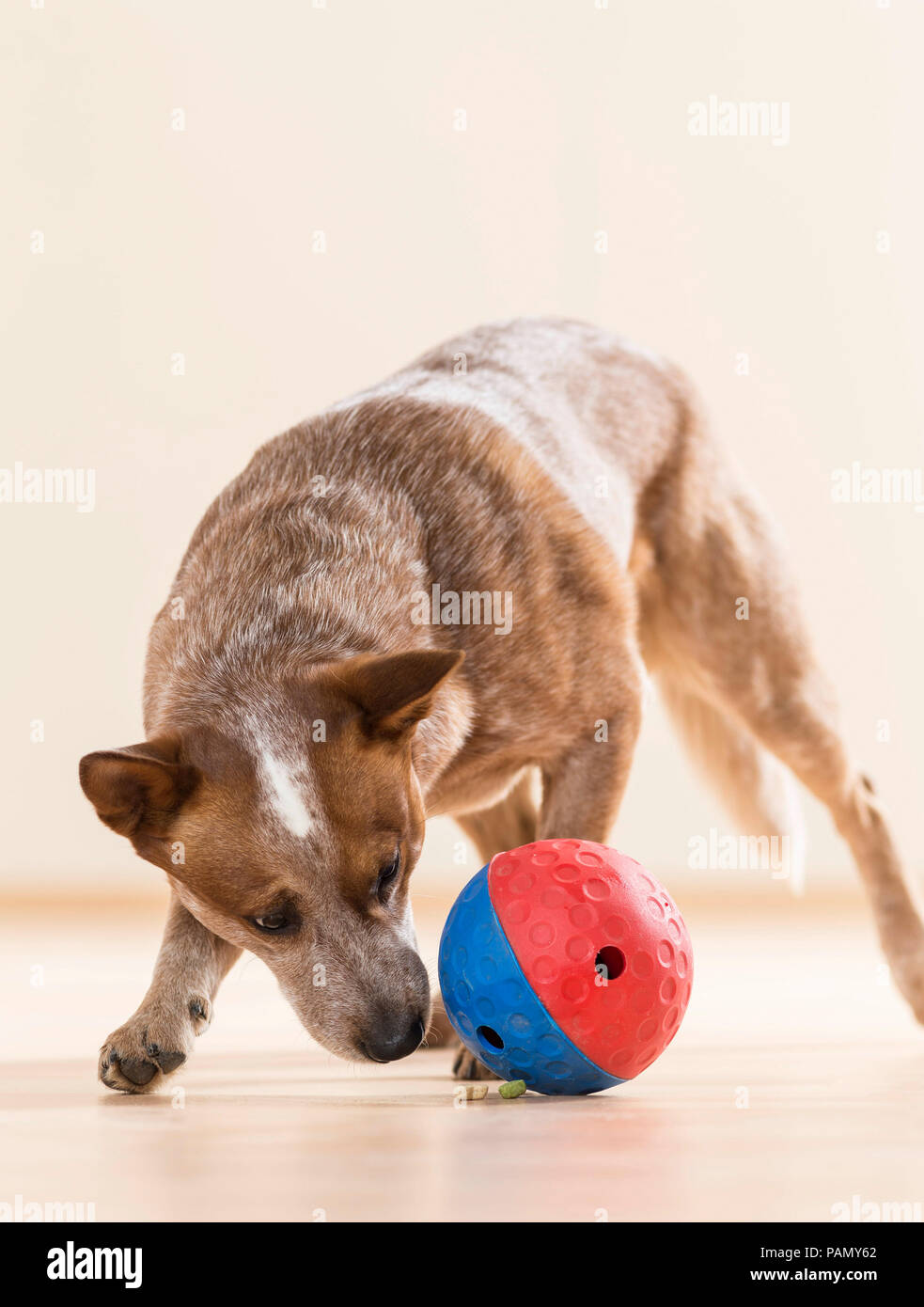 Australian Cattle Dog playing with a treat dispenser ball. Germany.. Stock Photo